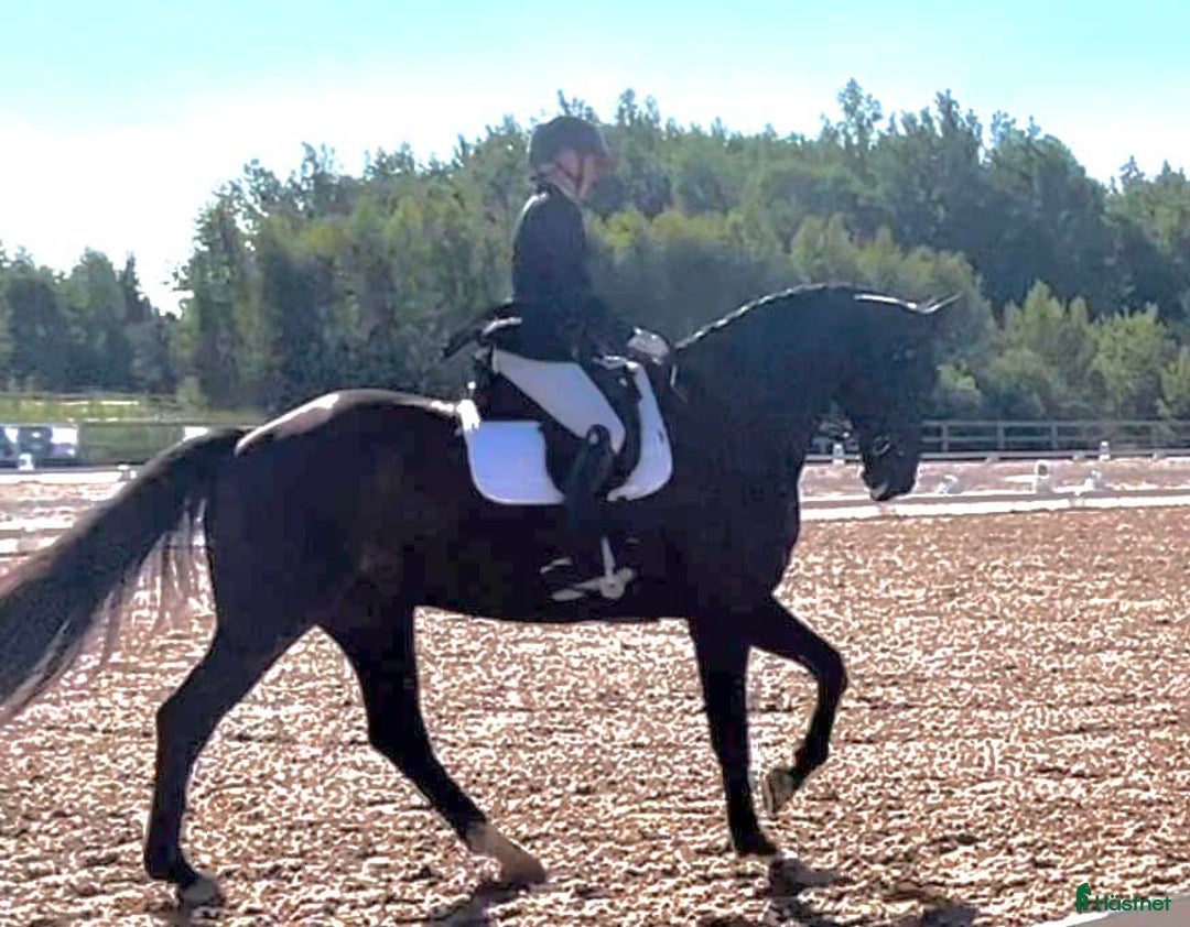 Dressyr hästar till salu: Underbar personlighet!  i Åkers Styckebruk - Annons 1