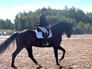 hästar Underbar personlighet! i Åkers Styckebruk - Annons 15