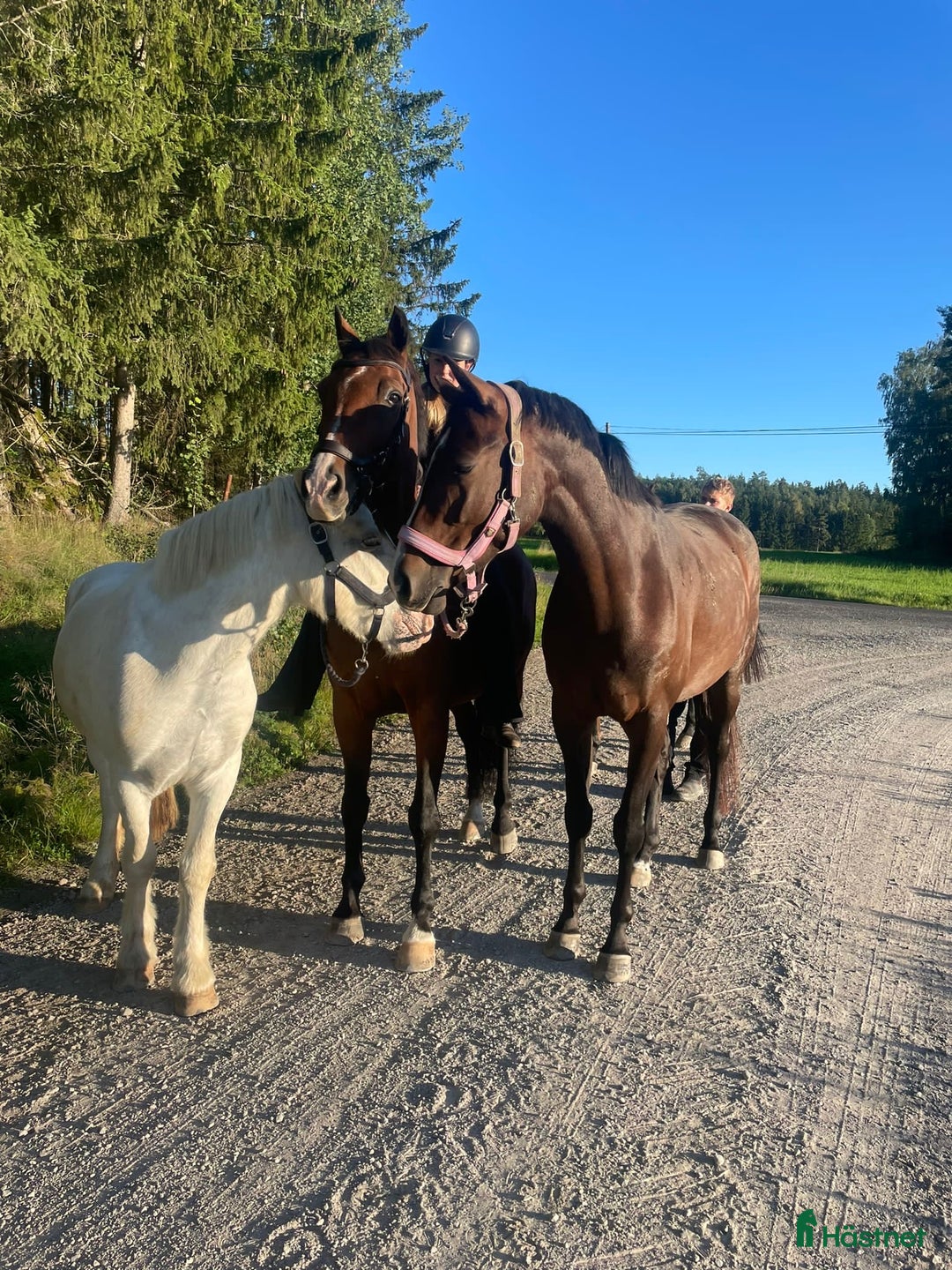 Hoppning hästar sökes: Hopphäst & bästavän!  i Tullinge - Annons 4