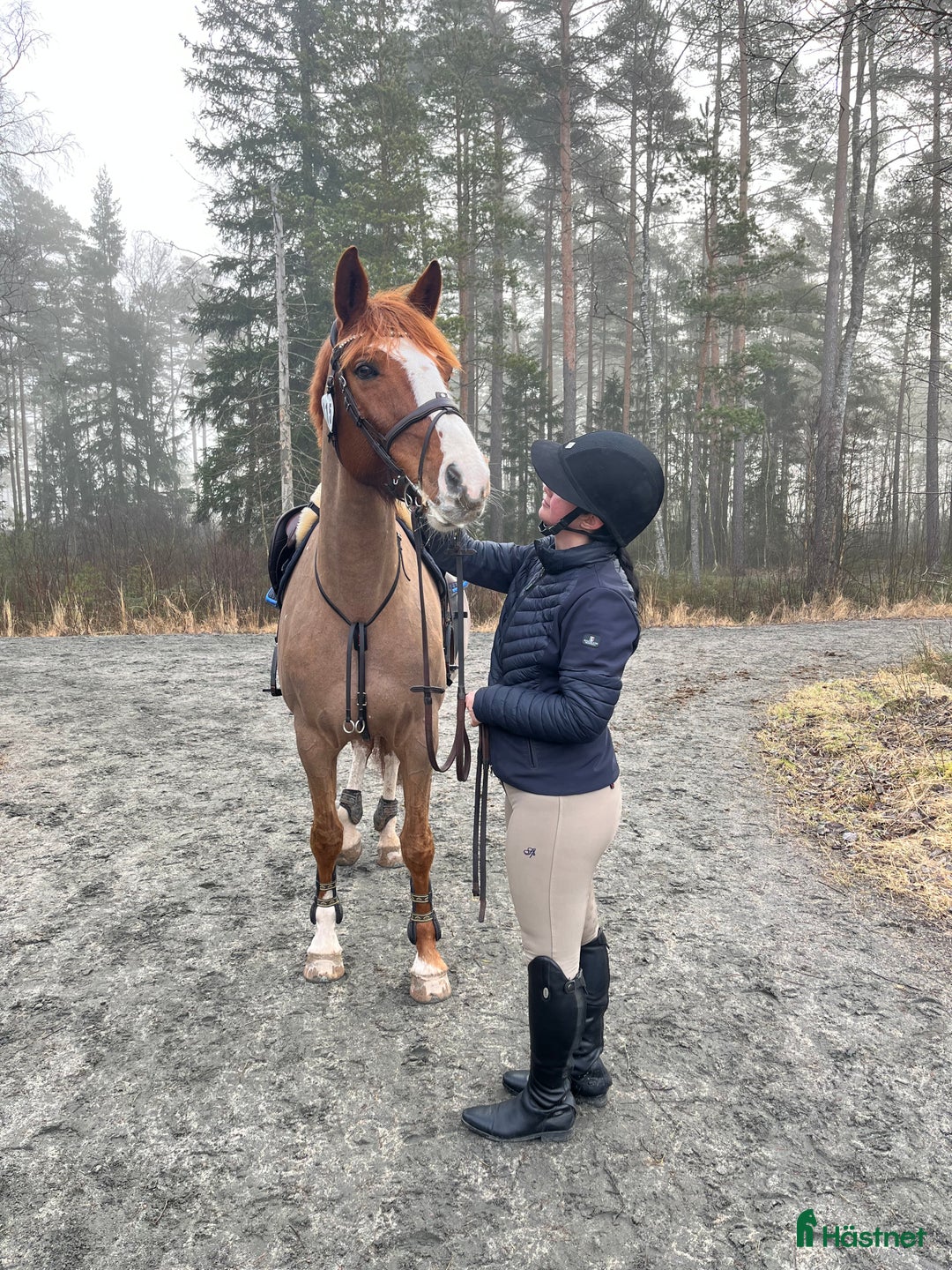  foderhäst sökes: Samarbete/foder sökes i Smålandsstenar - Annons 1