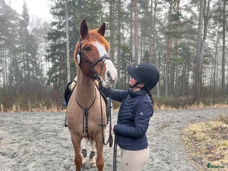 foderhäst Samarbete/foder sökes i Smålandsstenar - Annons 9