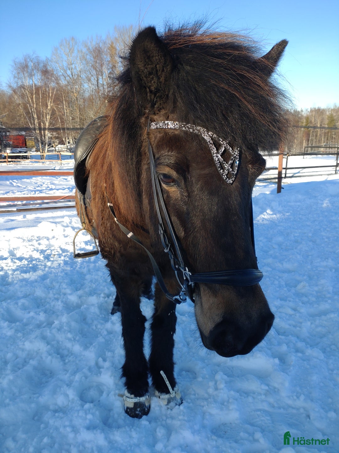 Island hästar till salu: Bedömt sto tävling/avel/fritid i Kälarne - Annons 1