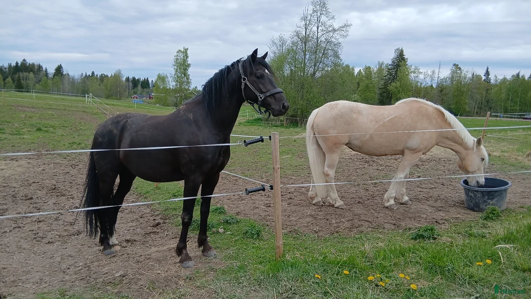 Sällskap hästar till salu: Häftig projekt eller sällskapsponny - Annons 2