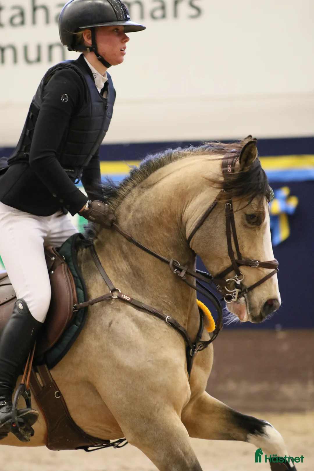 Hoppning hästar till salu: Mästerskapsponny med internationell kapacitet - Annons 2