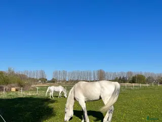 stallplats Stallplats i Strövelstorp - Annons 1