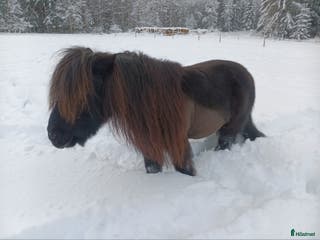 hästar Underbar shettis - Annons 11