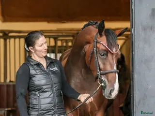 hästservice finnes: Utbildning tävling försäljning samt inridning i Falkenberg - Annons 3