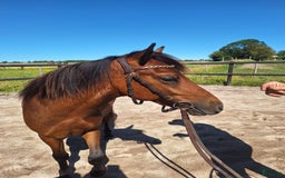 Trav hästar till salu: Travstammad åring i Lidköping - Annons 2