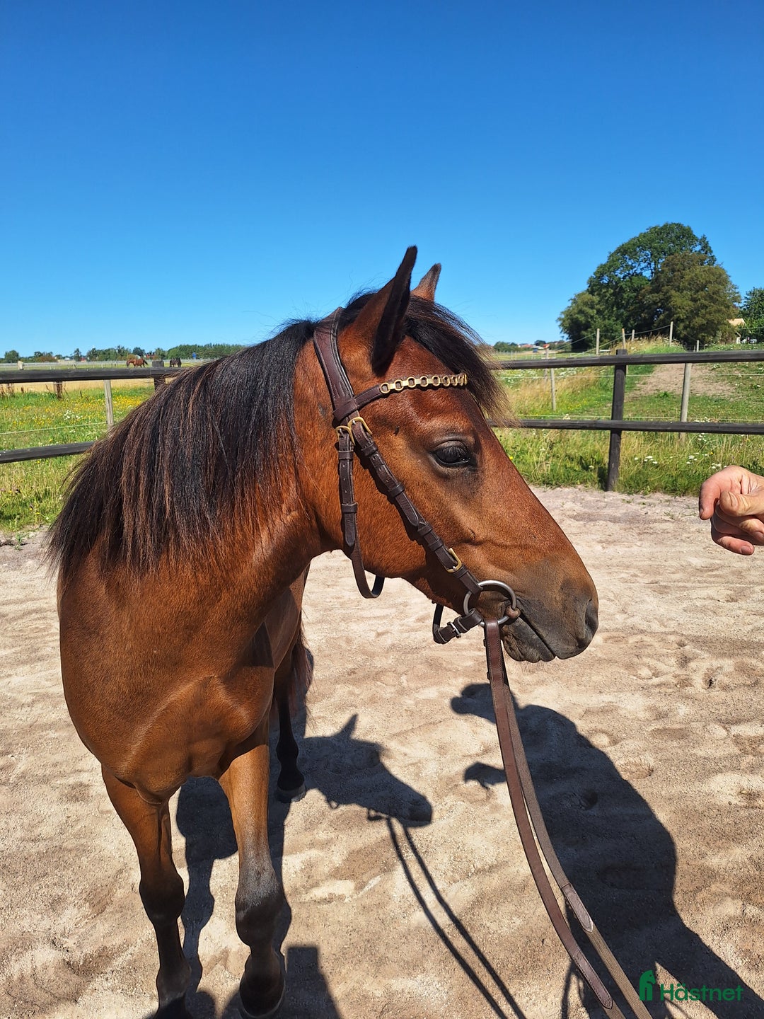 Trav hästar till salu: Travstammad åring i Lidköping - Annons 2