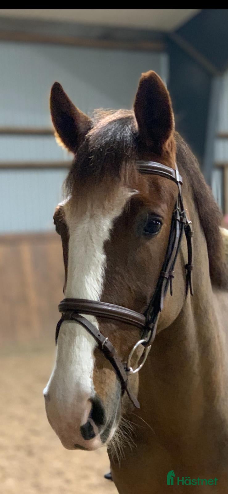  hästar Trevlig maxad D-ponny! i Laholm - Annons 2