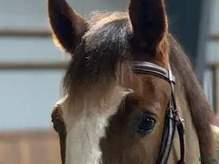 hästar Trevlig maxad D-ponny! i Laholm - Annons 1