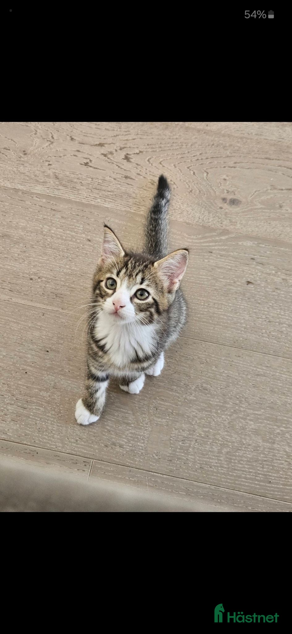 Övrig utrustning övrig utrustning till salu: ❤️söt blivande stall katt❤️ - Annons 2