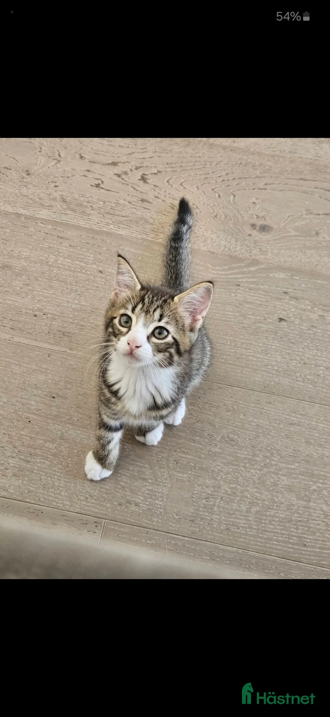 Övrig utrustning övrig utrustning till salu: ❤️söt blivande stall katt❤️ - Annons 1