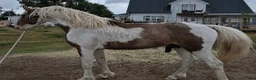Allround hästar till salu: Mycket vacker american curly i Ullared - Annons 2
