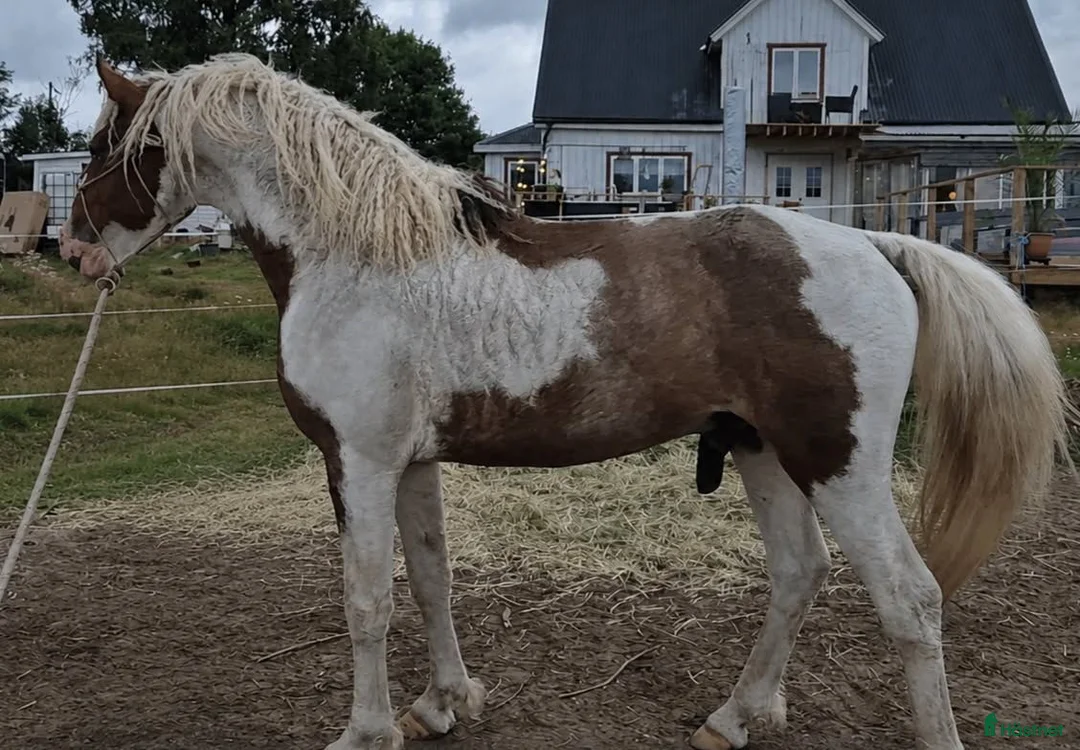 Allround hästar till salu: Mycket vacker american curly i Ullared - Annons 2