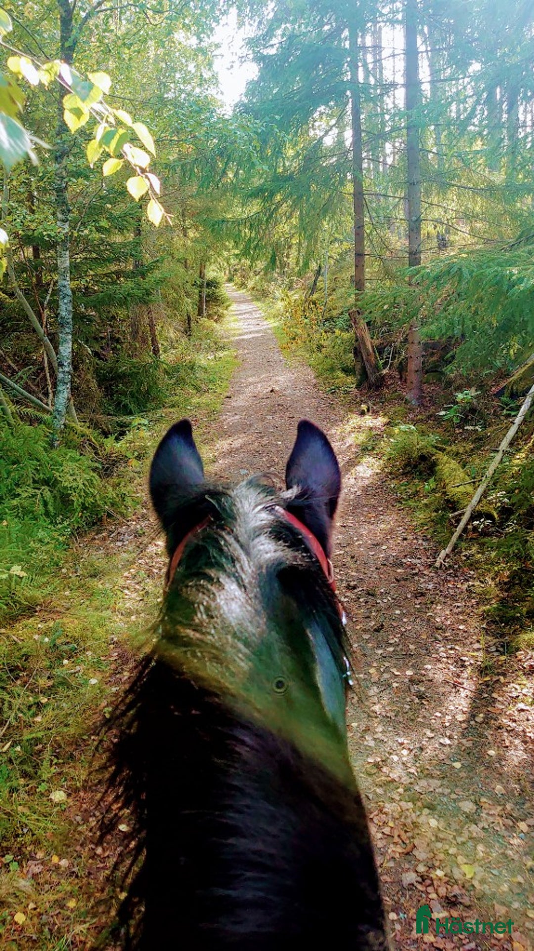  stallplats finnes: Stallplats med mycket service i Söderköping - Annons 3