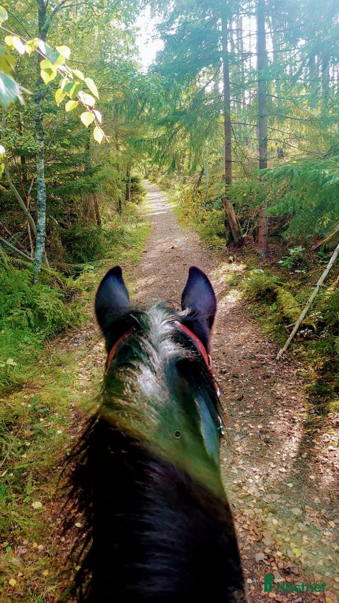  stallplats finnes: Stallplats med mycket service i Söderköping - Annons 3
