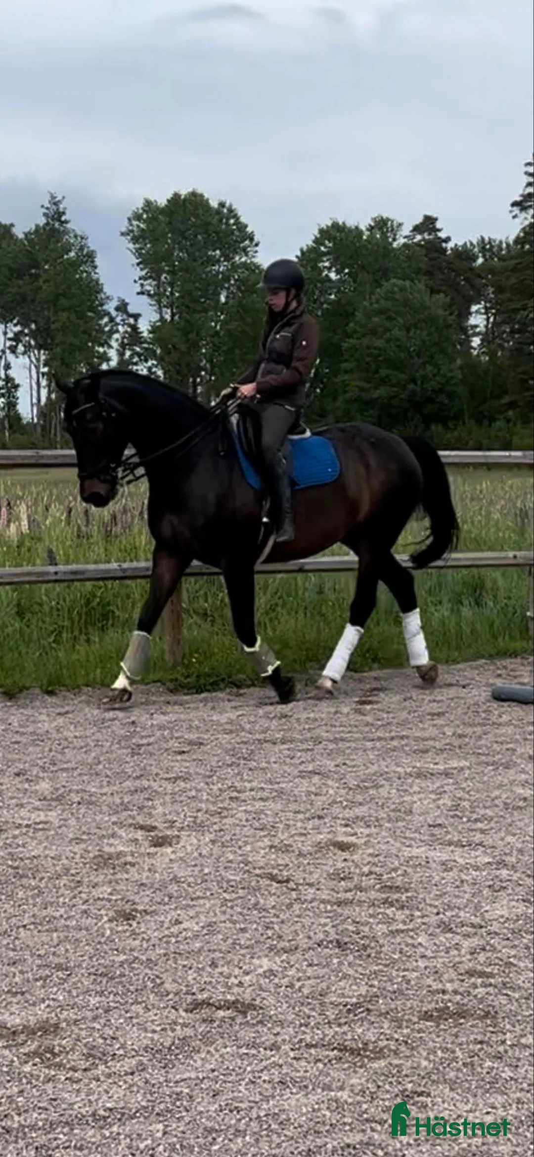 Fälttävlan hästar till salu: Min stjärna  - Annons 2