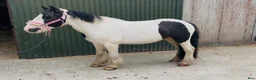 Allround hästar till salu: 125cm gelding, trained to ride and drive! - Annons 13