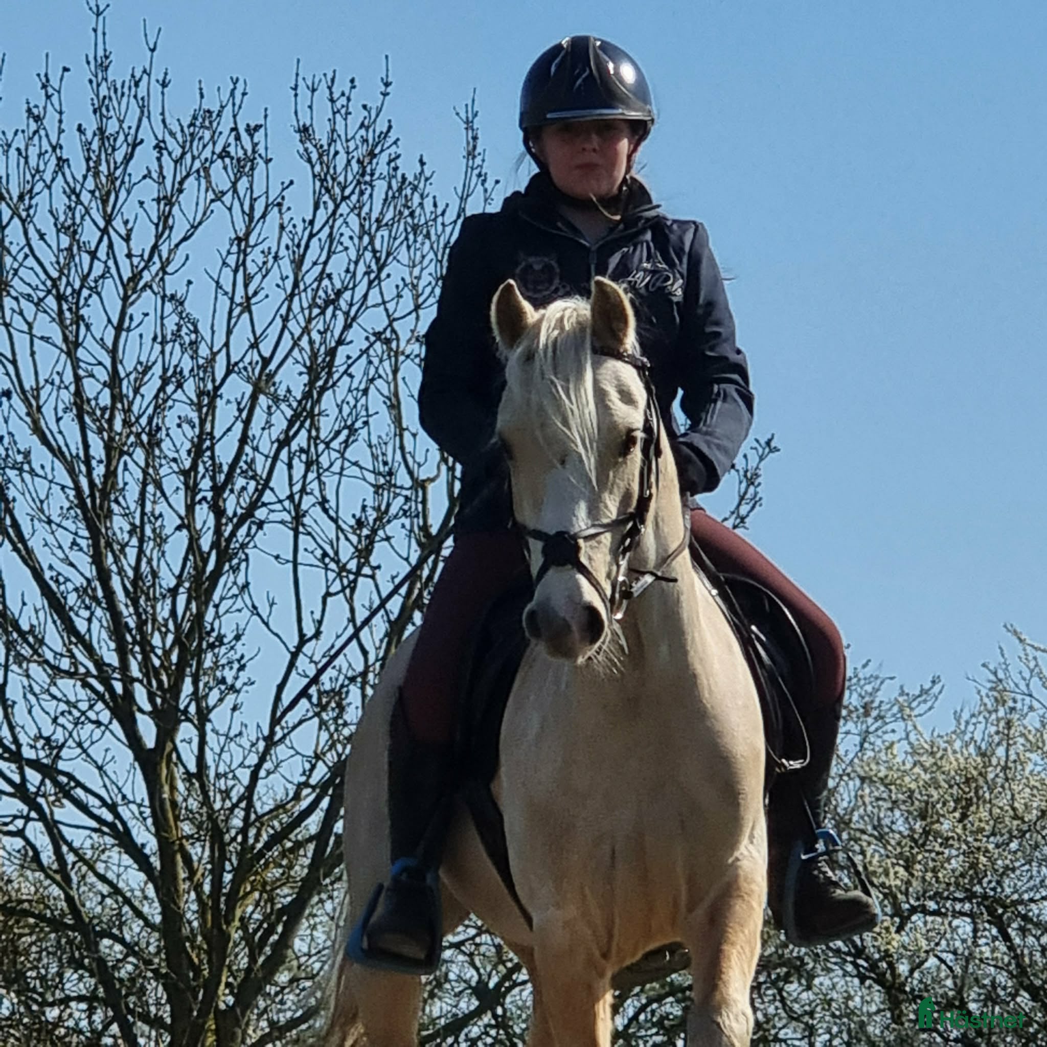 Allround hästar till salu: Talentfuld kat 3 pony med masser af potentiale  - Annons 2