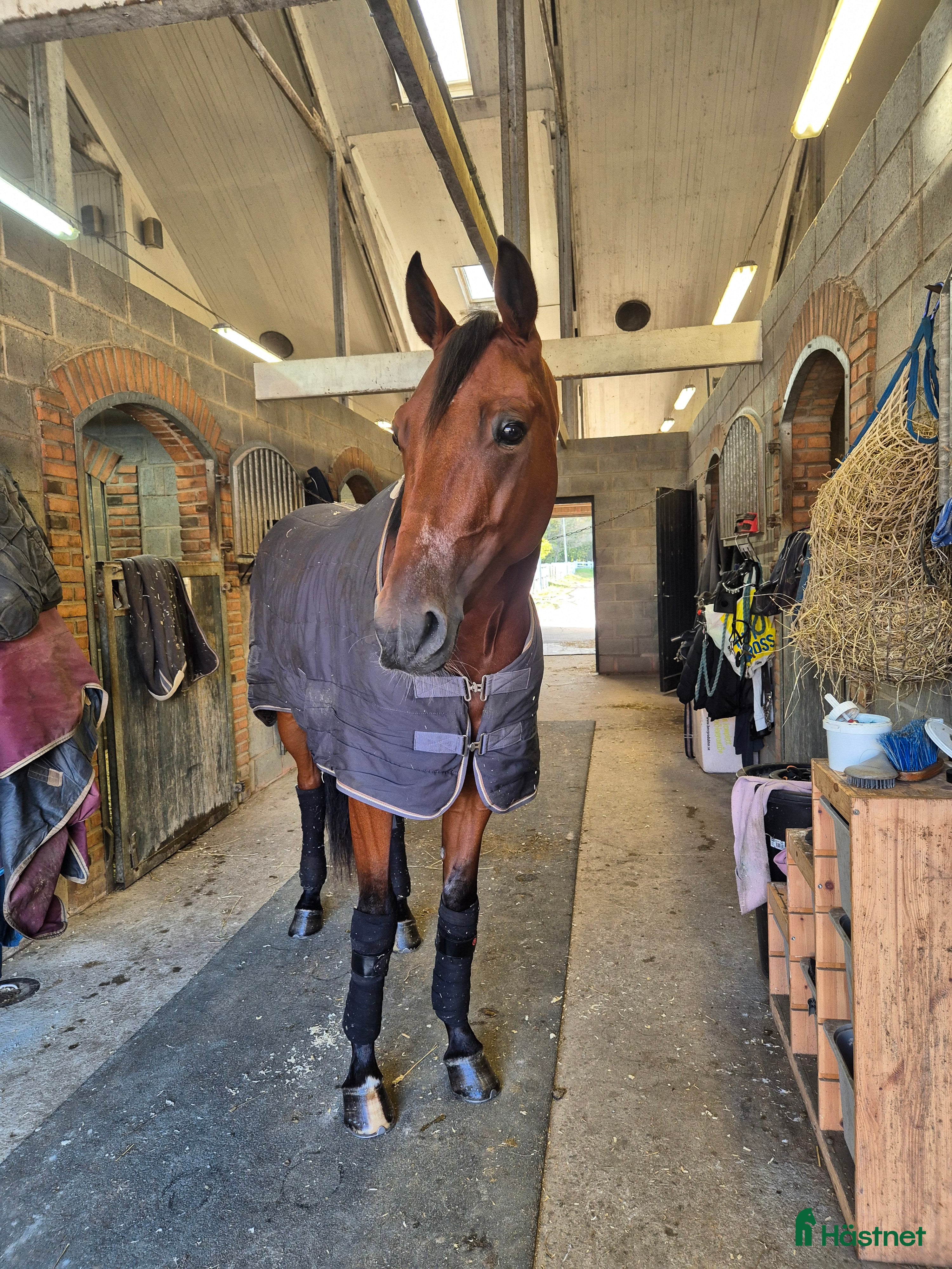  hästar Maidan letar efter sin människa i Halmstad - Annons 4