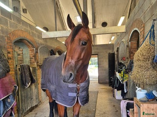 hästar Maidan letar efter sin människa i Halmstad - Annons 2