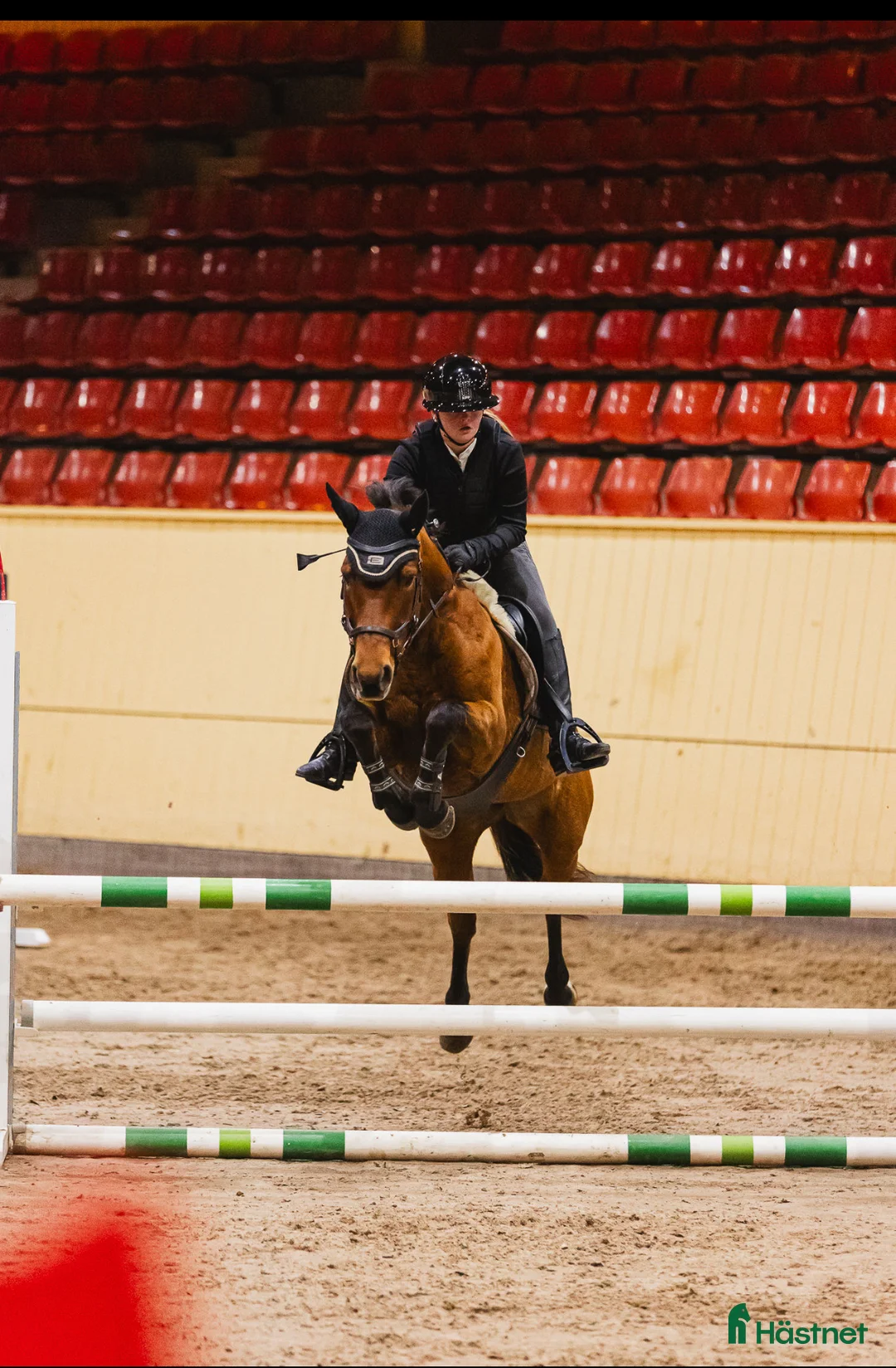Hoppning hästar till salu: Fantastisk tävlingsponny och bästa vän! - Annons 1