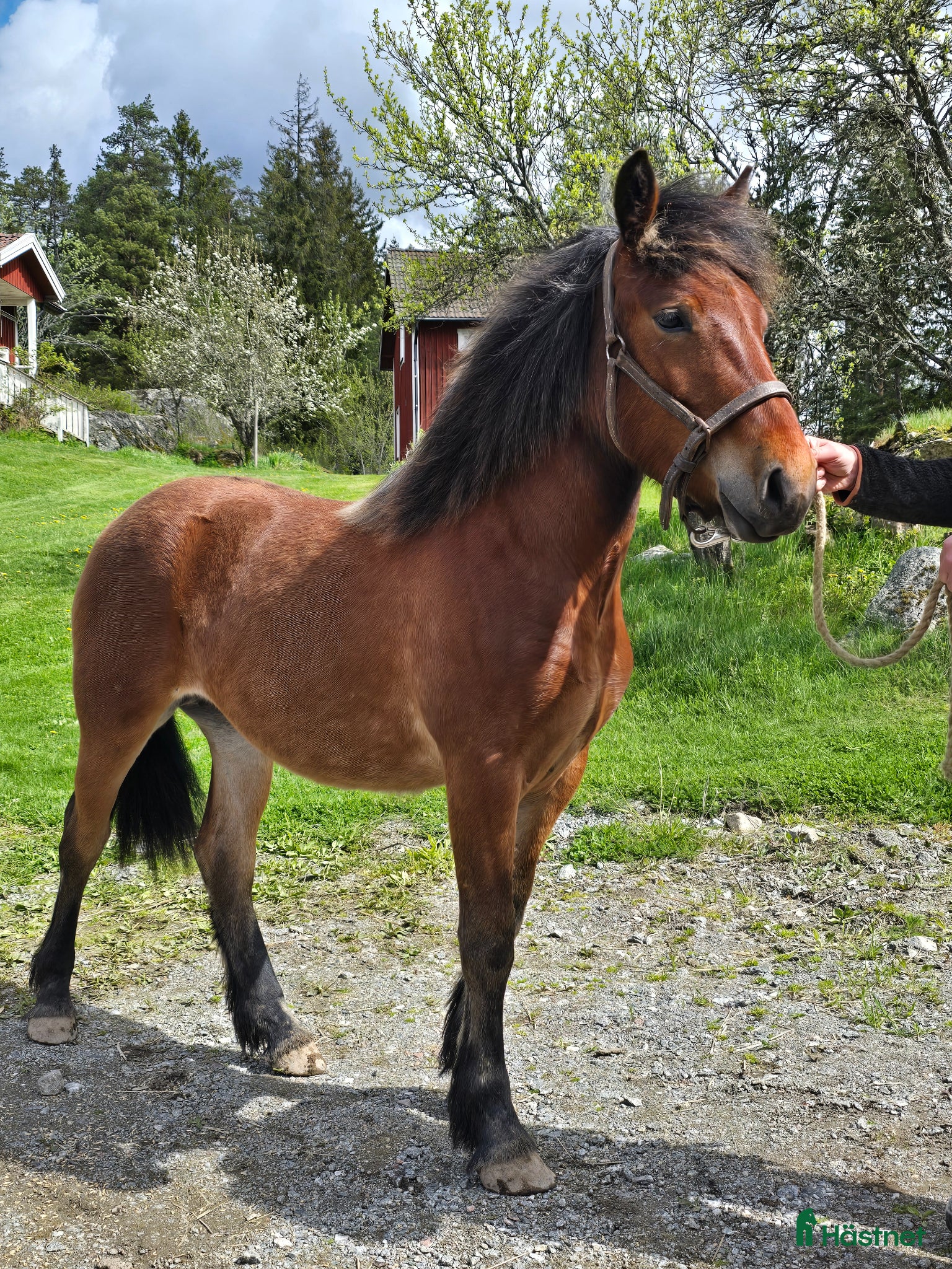  hästar Unik och lovande ettåring  - Annons 2
