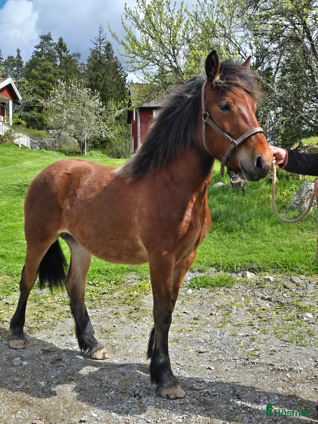 Allround hästar till salu: Unik och lovande ettåring  - Annons 2