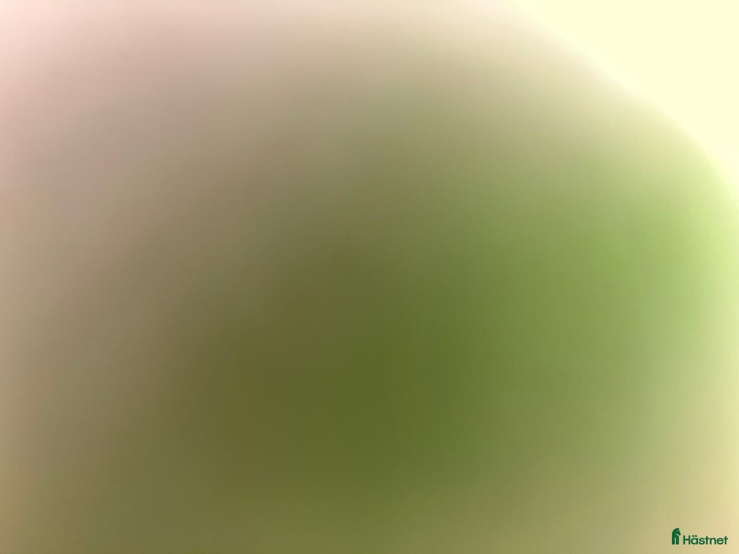 Hoppning hästar till salu: Twilight ||| i Sölvesborg - Annons 3