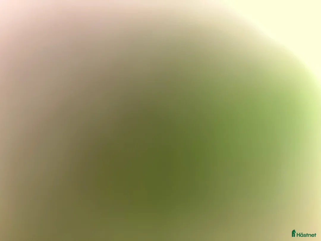 Hoppning hästar till salu: Twilight ||| i Sölvesborg - Annons 3