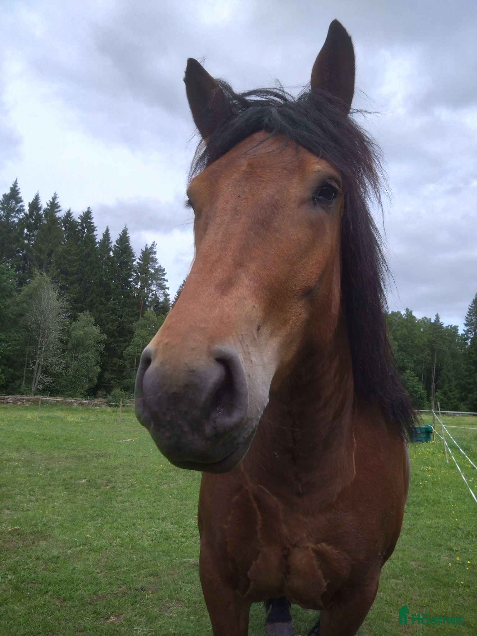  hästar Super snäll och dräktig ardenner sto - Annons 3