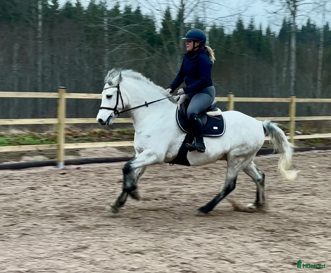  hästservice finnes: 🌟Hjälp med försäljning? 🌟 - Annons 3