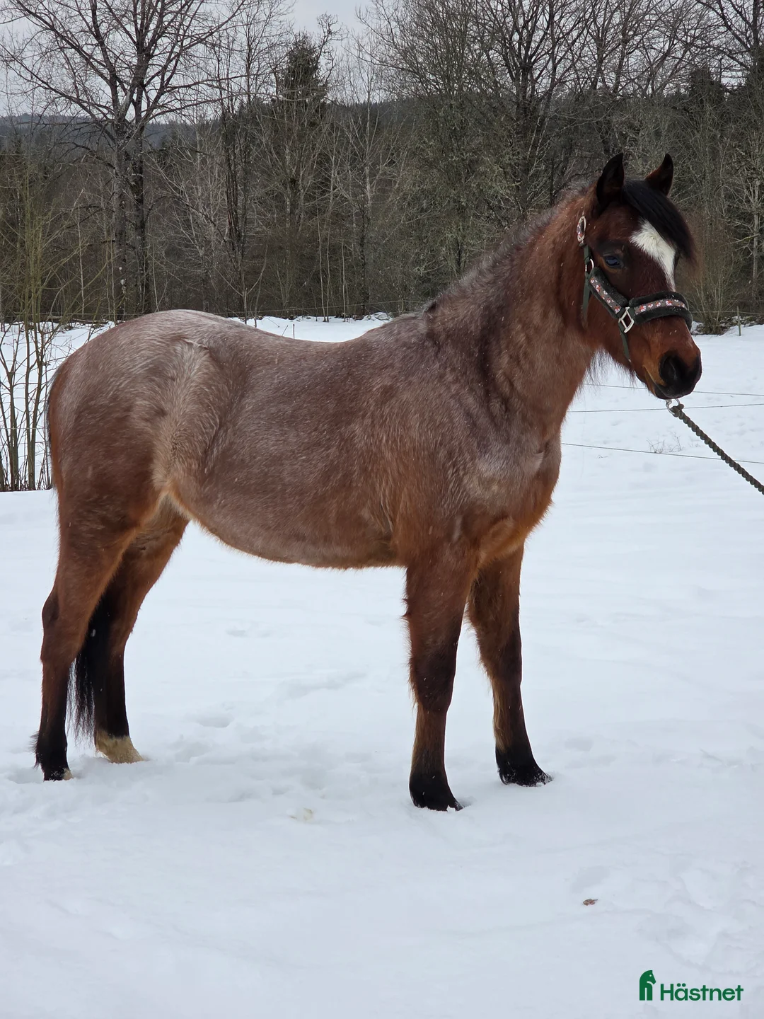 Allround hästar till salu: Welsh partbred - Annons 9