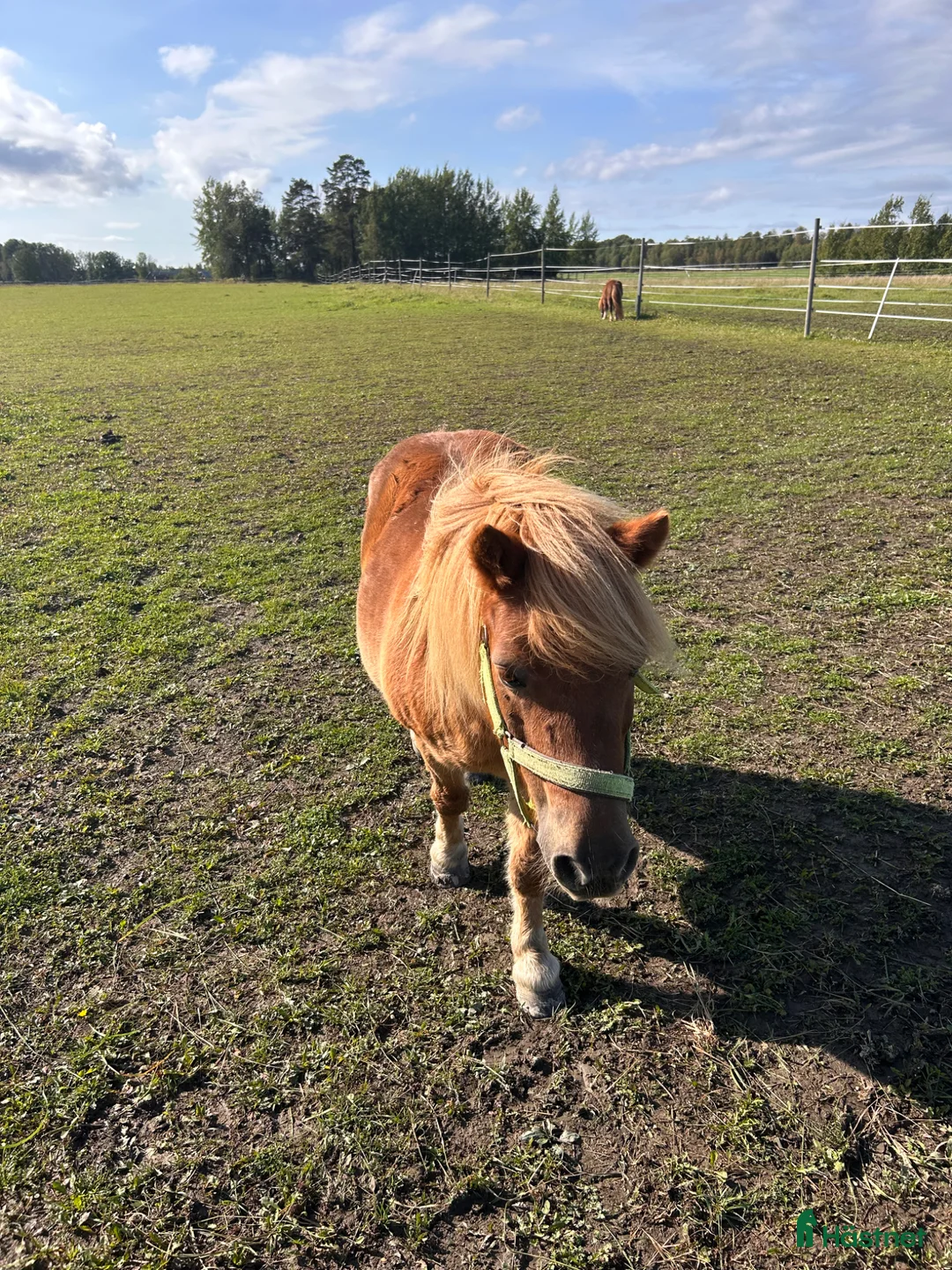 Allround hästar till salu: Söker medryttare till underbar barnponny - Annons 3