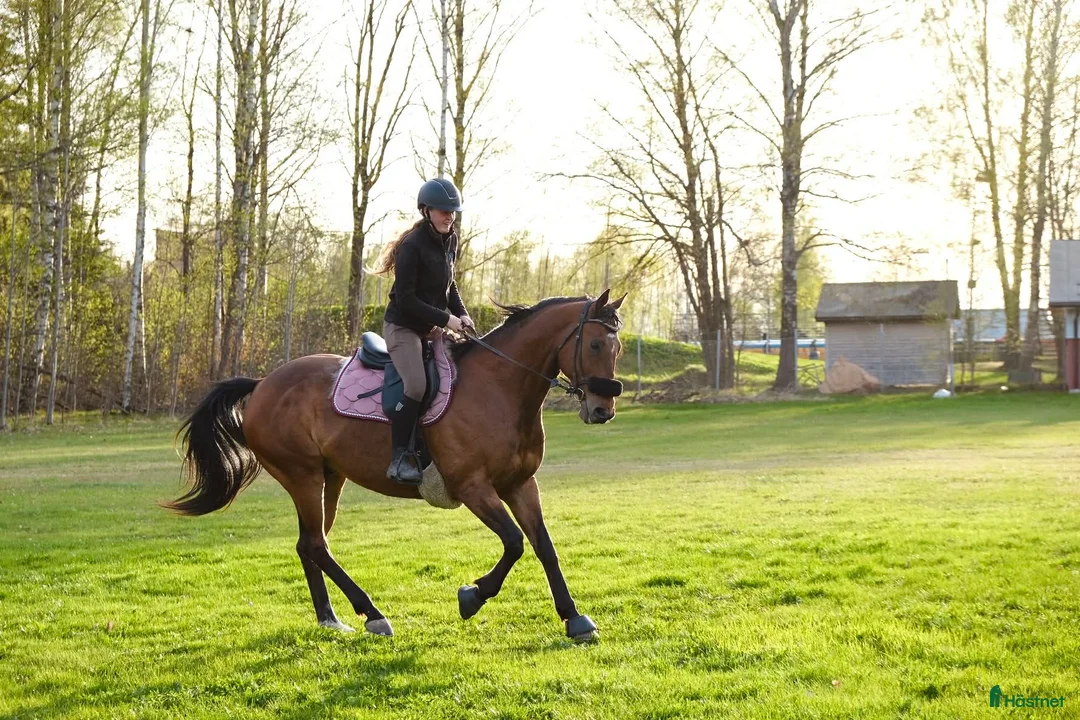Allround hästar till salu: Fullblodsvalack säljes i Nora - Annons 1