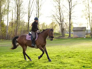 hästar Fullblodsvalack säljes - Annons 11