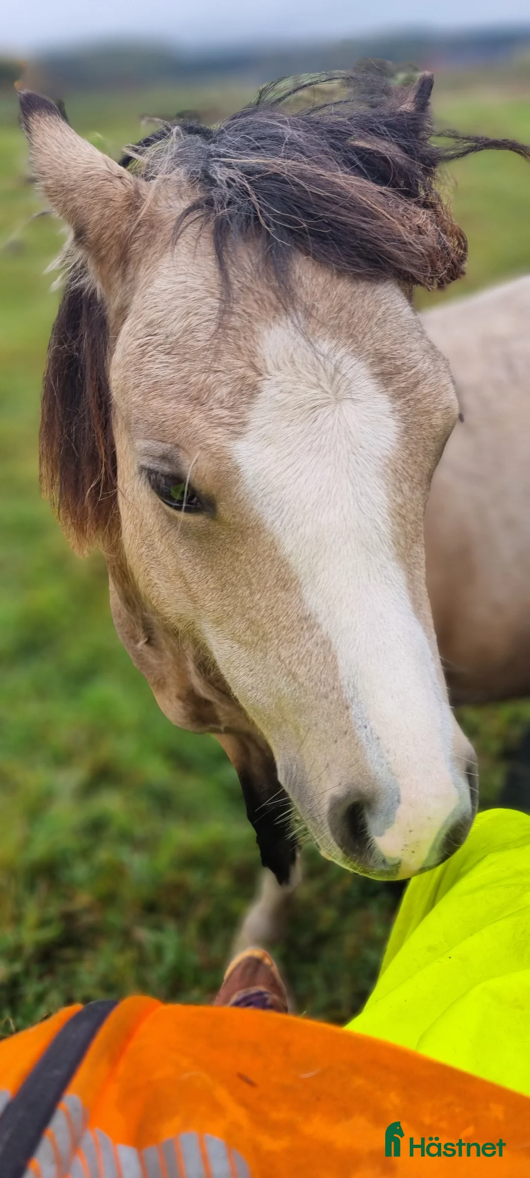 Allround hästar till salu: Underbart 3 åringt Welsh mountain sto i Fotskäl - Annons 4