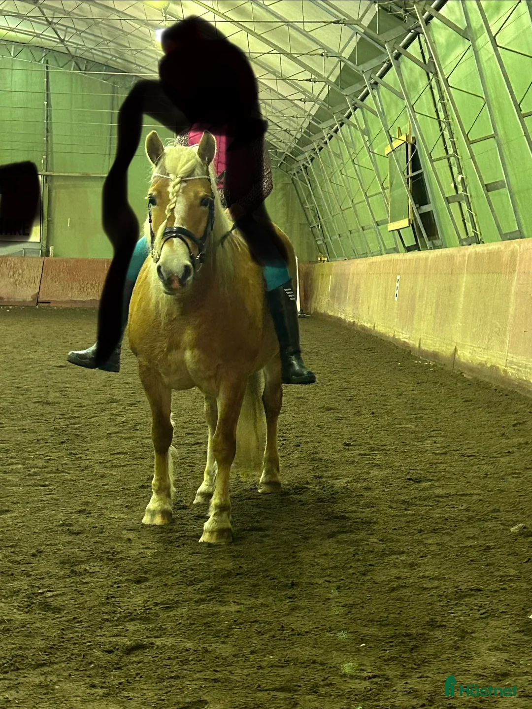 Allround hästar till salu: Jätte snäll och lugn pony  i Falköping - Annons 5