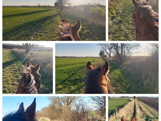 stallplats Vellinge & Höllviken Stallplats - Annons 1