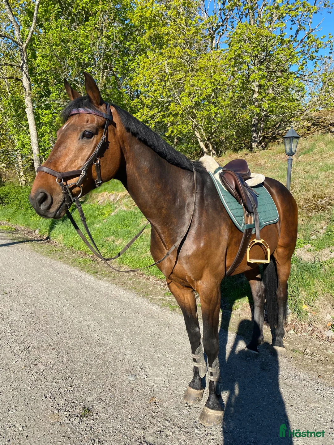 Allround hästar till salu: Trevlig och arbetsvillig valack! i Trollhättan - Annons 1