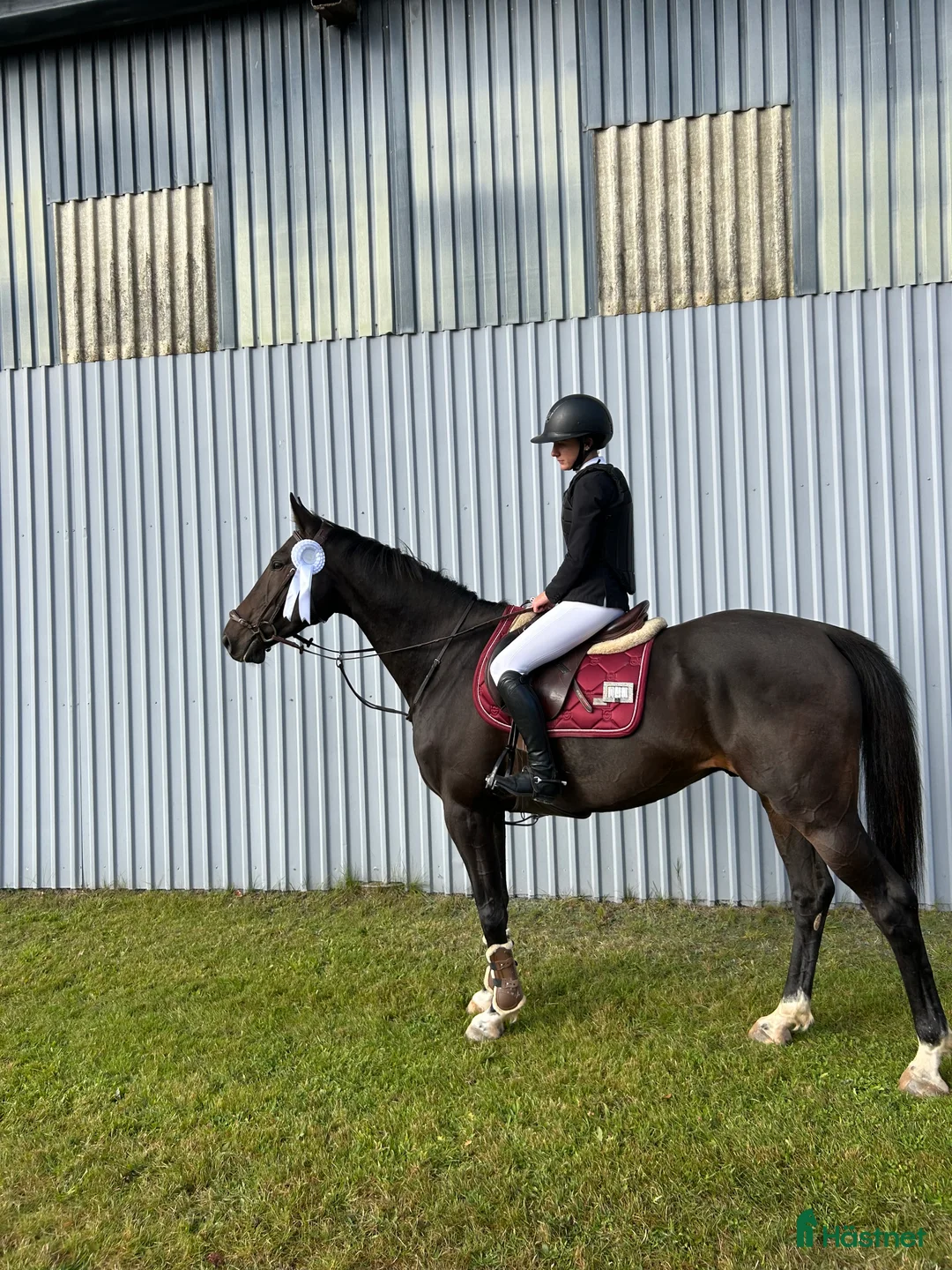 Hoppning hästar till salu: Bästavän till hoppning/fälttävlan i Ljungby - Annons 2
