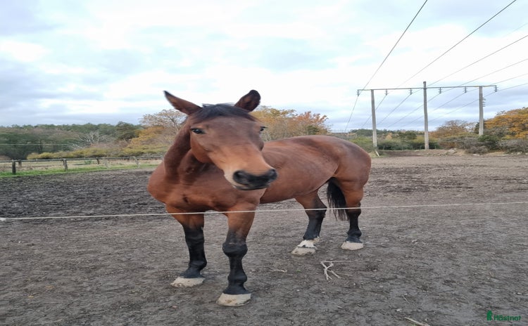  medryttarhäst finnes i Upplands Väsby - Annons 1