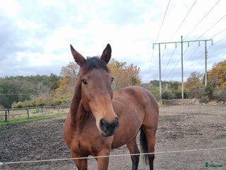 medryttarhäst finnes: Medryttare sökes i Upplands Väsby - Annons 22