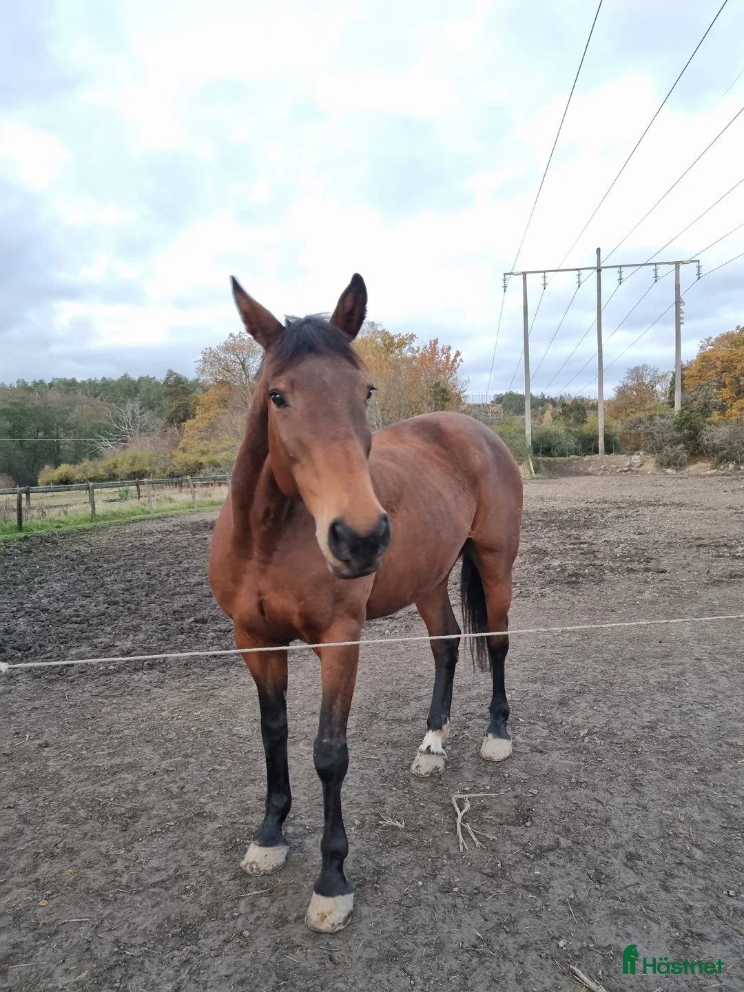  medryttarhäst finnes: Medryttare sökes - Annons 1