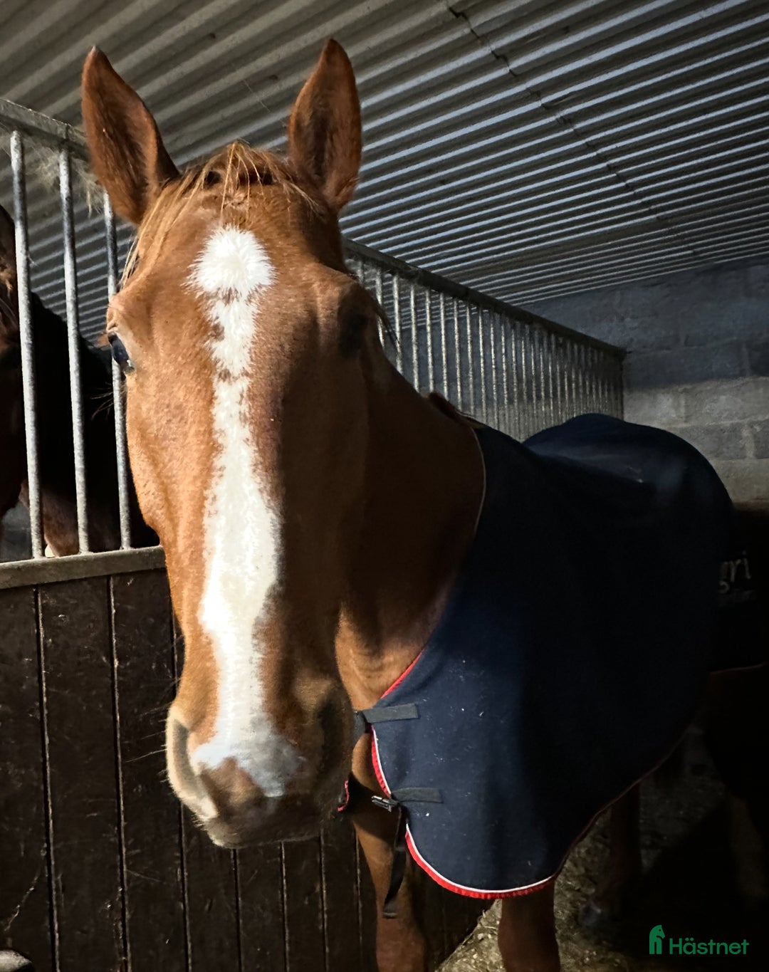 Hoppning hästar till salu: 3 åring Artist vd Driehoek Z - Cardento  i Ingelstad - Annons 1