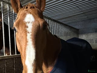 Hoppning hästar till salu: 4 årig val Artist vd Driehoek Z - Cardento - Annons 2