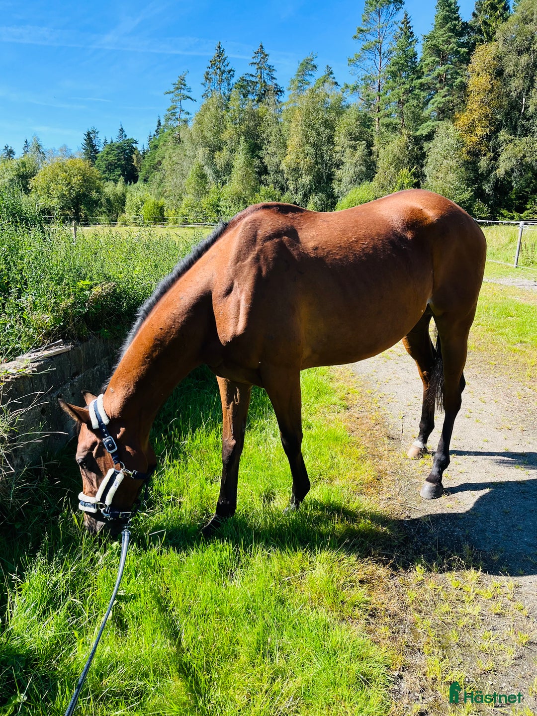 Allround hästar till salu: 4-årigt engelskt fullblod i Borås - Annons 3