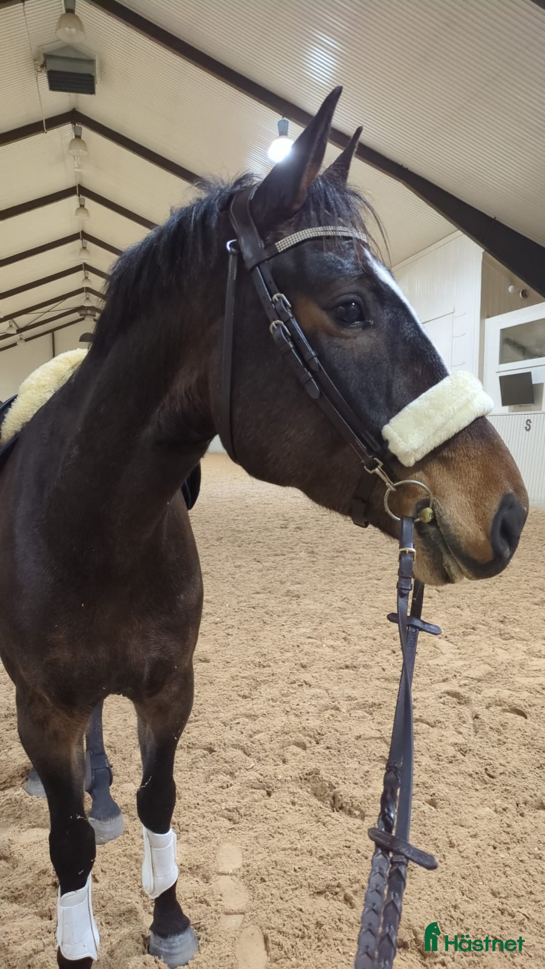  medryttarhäst finnes: Medryttare till snäll 6 åring sökes! - Annons 1