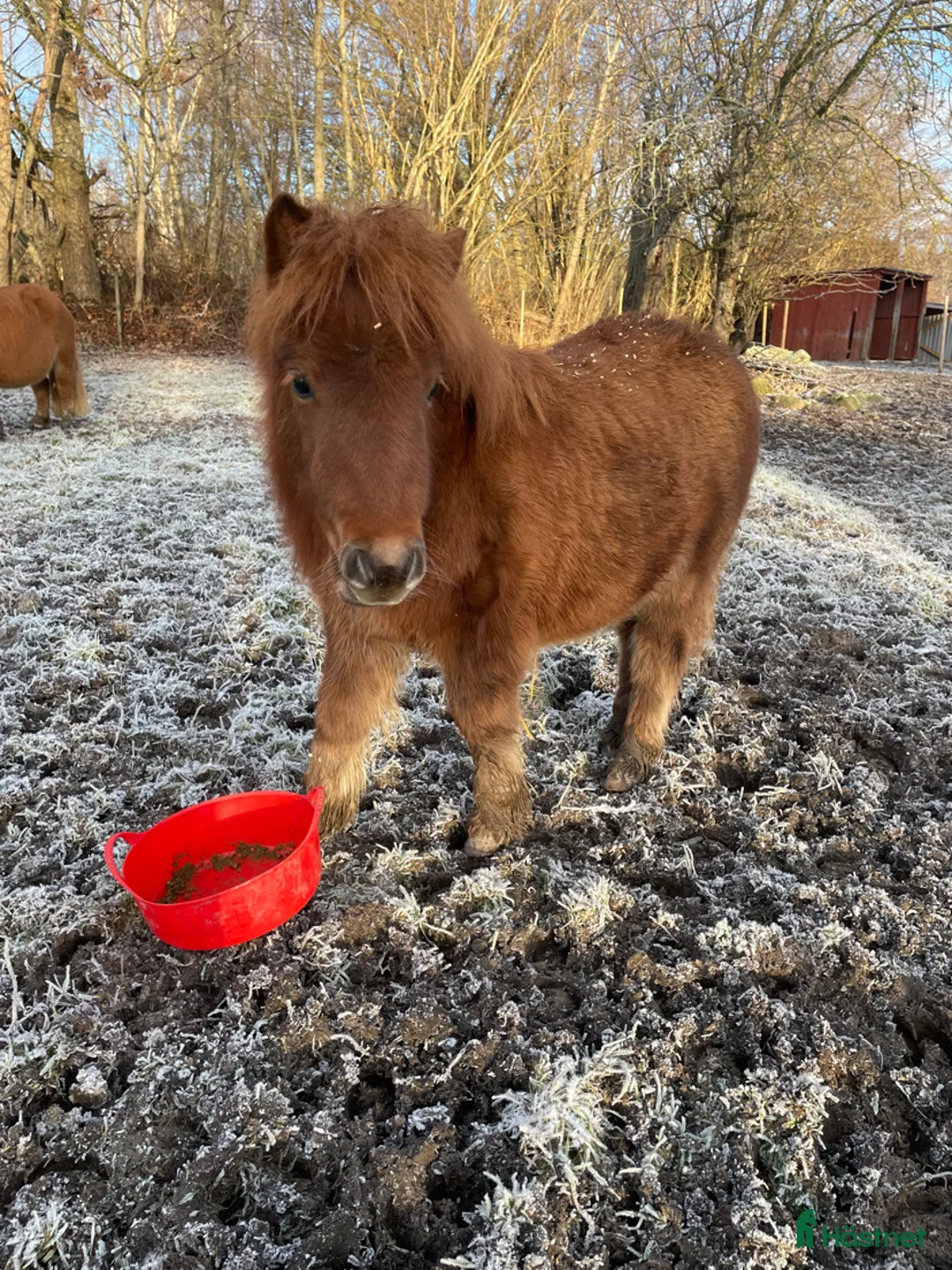 Allround hästar till salu: Söt shettis sto söker nytt hem i Arboga - Annons 4
